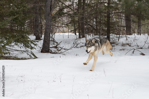 Grey Wolf (Canis lupus) Runs Out of Forest Winter