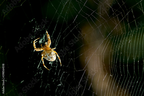  spider, cobweb, insect, macro, nature, arachnid, animal, web, garden, wildlife, closeup, danger, legs, predator, phobia, cross, trap, garden spider, creepy, hairy, fear, poisonous spider, sticky,