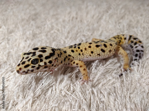 leopard gecko © Александр Лобанов