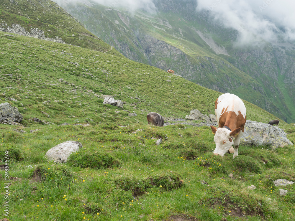Grazing cows at alpine meadow, pasture in Stubaital Valley. Summer. Tirol Alps, Austria