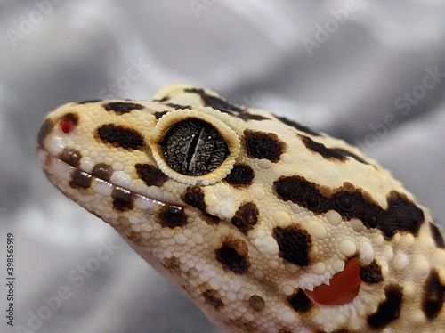 gecko eublepharis hight yellow