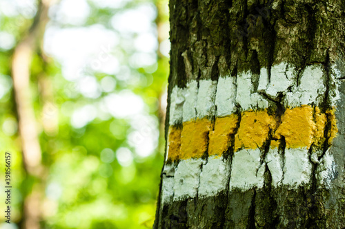 Oznaczenie szlaku turystycznego namalowane na korze drzewa