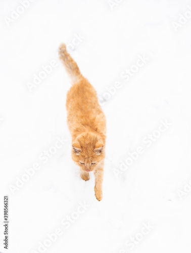 Beautiful ginger cat on snow background. Red cat walks in the snow. Winter. Snow. Frost. © Liudmyla