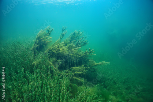 underwater green landscape / nature underwater eco ecology lake, wild diving