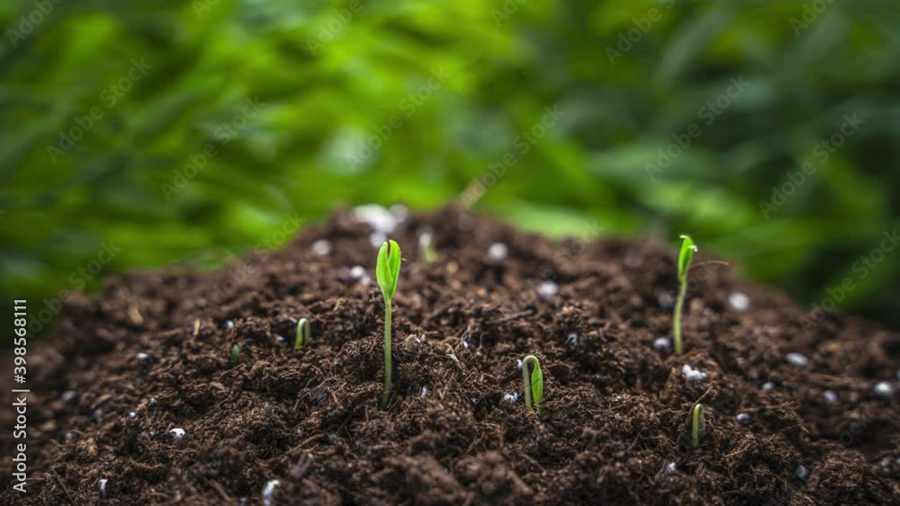 Plants growing in spring timelapse 4k, sprouts germinating newborn plant in agriculture in greenhouse