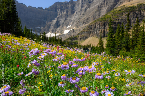 Purple Alpine Daisies in Wildflower Field