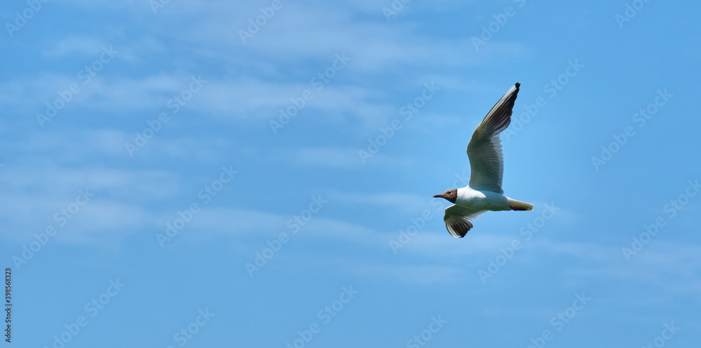 Fototapeta premium Seagull flies in the sky spreading its wings. master plan