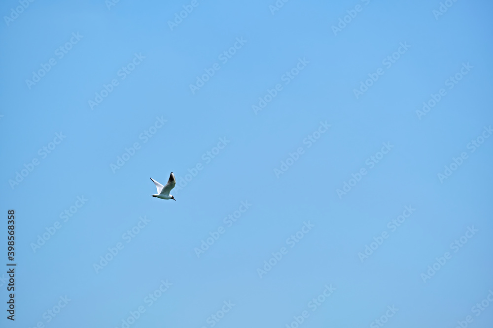 Seagull flies in the sky spreading its wings. master plan Seagull flies in the sky spreading its wings. master plan
