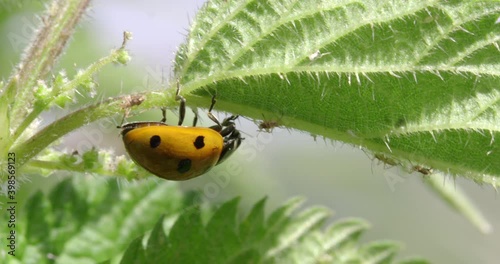 7-spot ladybird on leaf, Compton Abbas, Dorset, UK photo