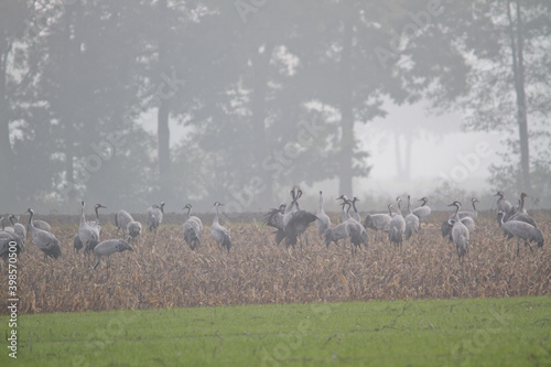 Flock of cranes on a field in agricultural surroundings in Germany during winter with fog in the background