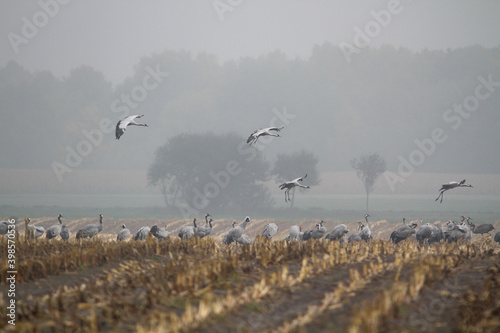 Flock of cranes on a field in agricultural surroundings in Germany during winter with fog in the background