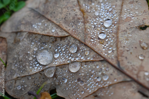 dew drops on a dry oak leaf