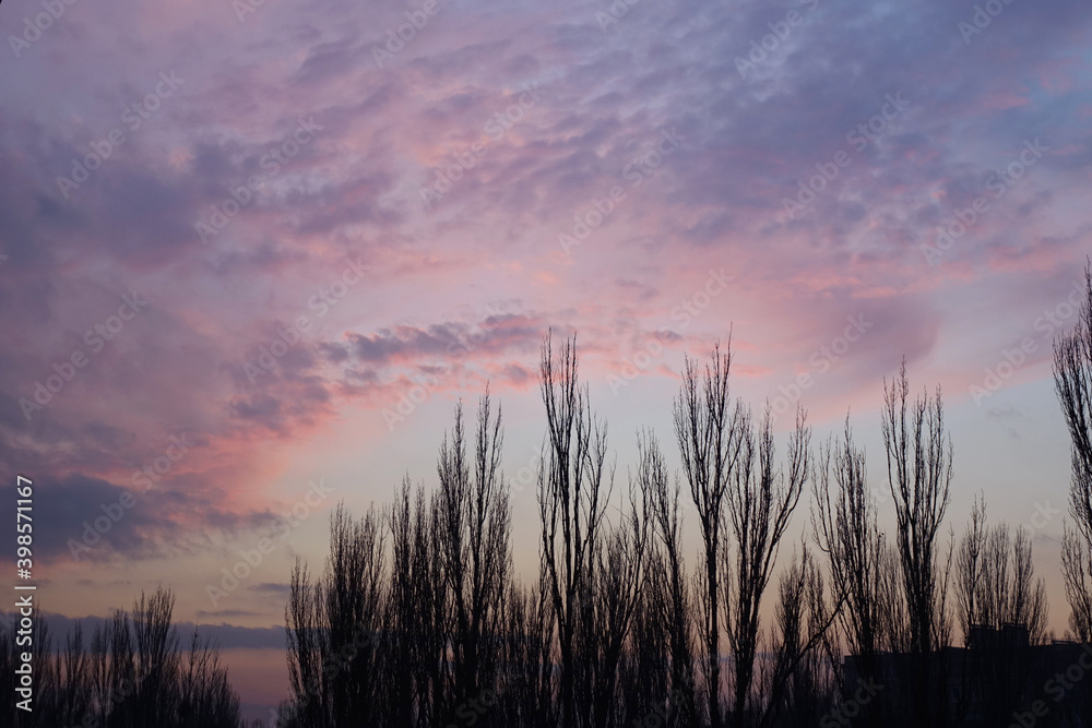 pink winter sky at dusk pink winter sky at dusk