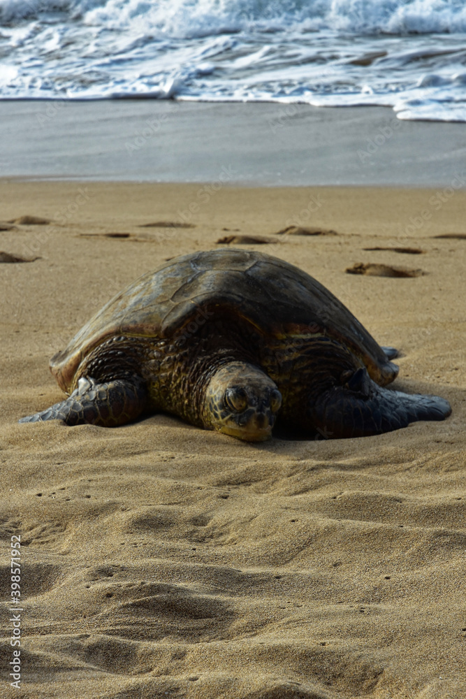 Fototapeta premium green sea turtle