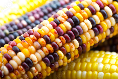 ear of colored corn close up