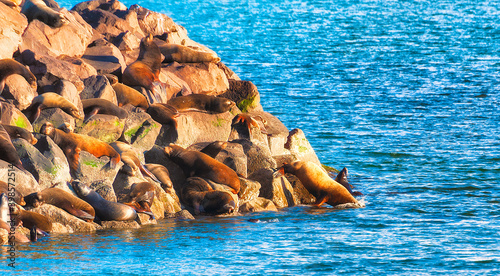 Seals on a rocky island in Newport