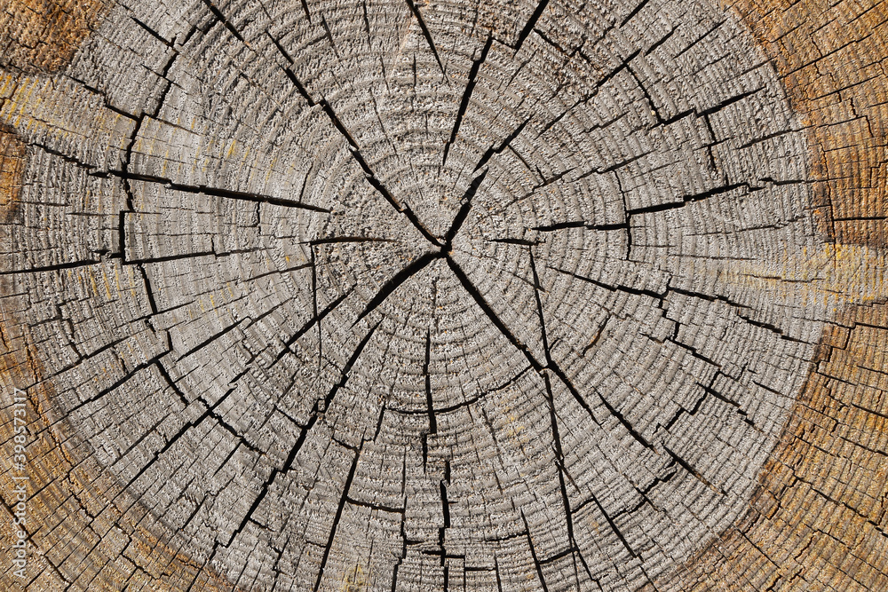 Fototapeta premium Background of old tree trunk cross section