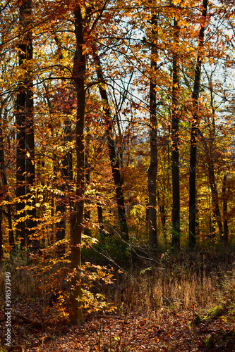 Beautiful Pennsylvania woods in November