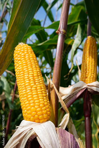 Züchtung von Maissorten - entblätterte reife Maiskolben auf einem Maisfeld. Landwirtschaftliches Symbolfoto.