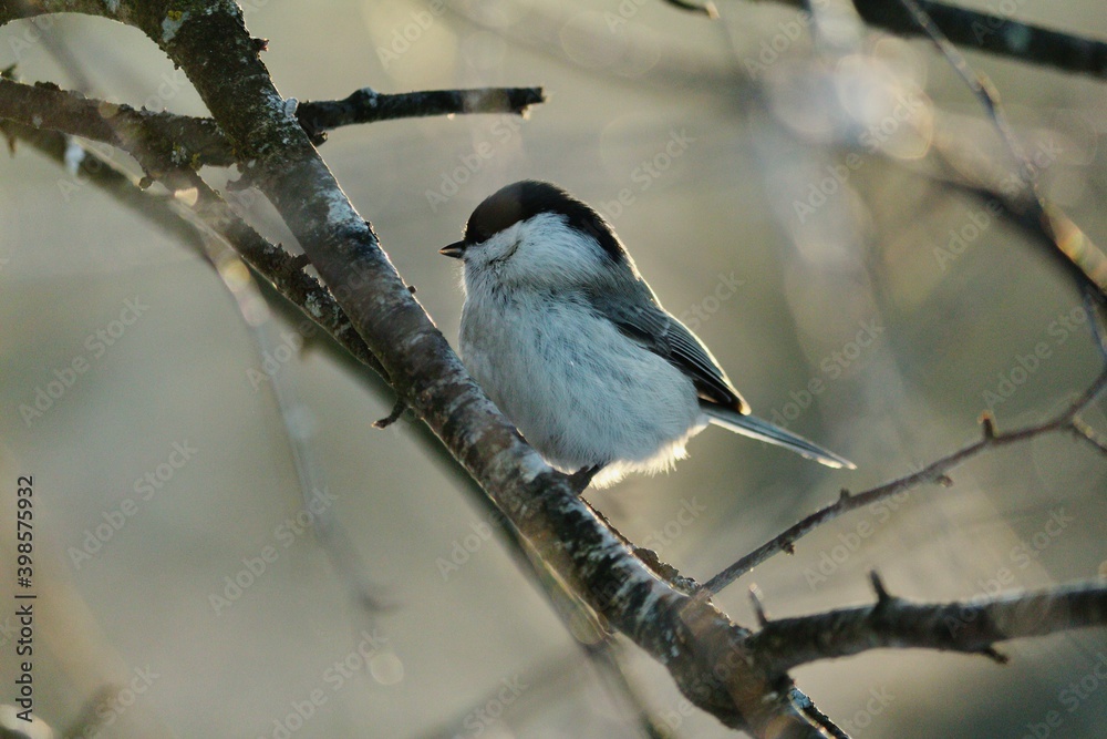 Fototapeta premium Poecile montanus or Willow Tit is sitting on a tree branch in magic diffused winter sunlight. A small fluffy black and white titmouse sits on a birch branch in the sun on a clear frosty morning. 