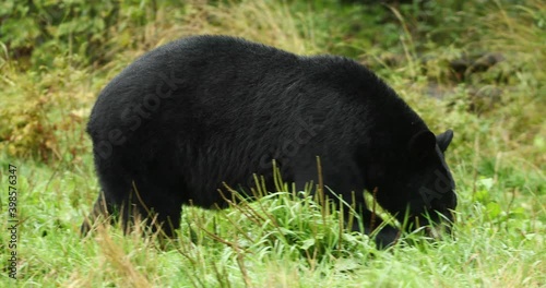 American Black Bear eating and walking, spring green grass