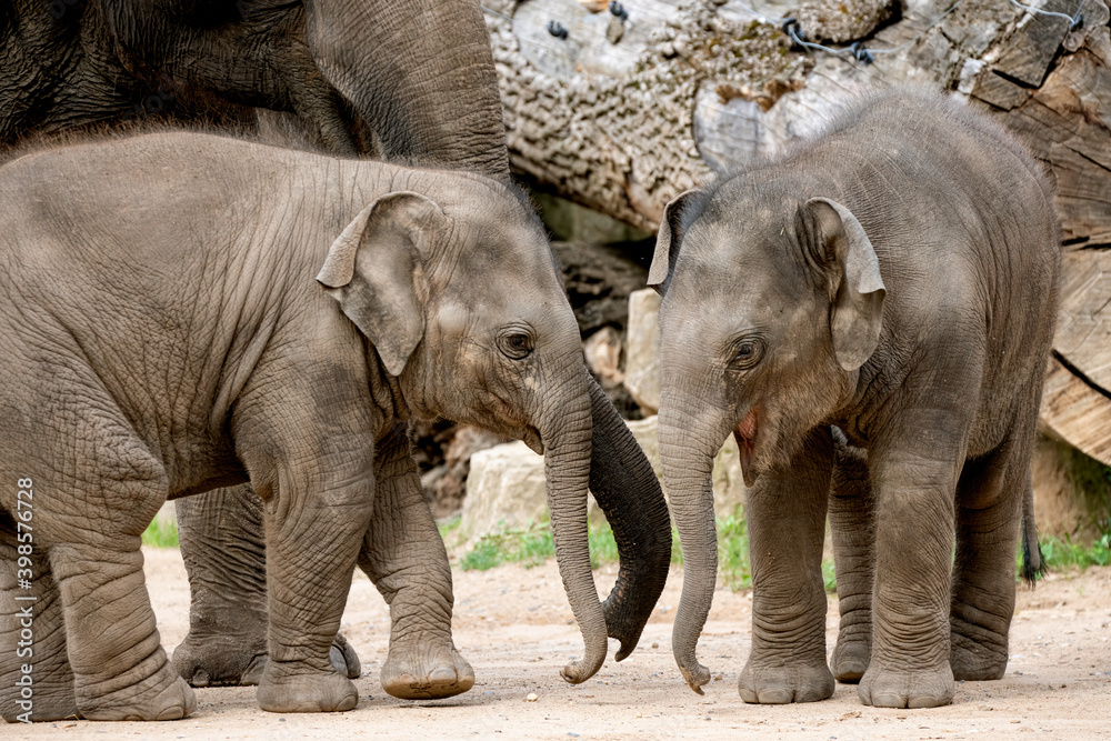 Fototapeta premium elephant and baby