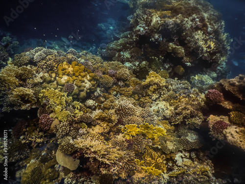 colorful biodiversity and corals while diving in the red sea