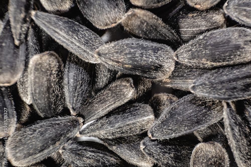 Seeds, sunflower seeds close-up. Macro Seeds, sunflower seeds close-up. Macro