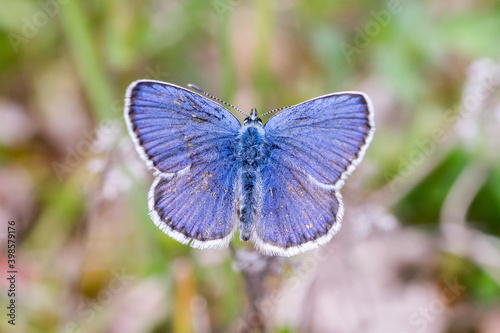 Closeup of a blue butterfly (probably male Idas Blue, Plebejus idas)