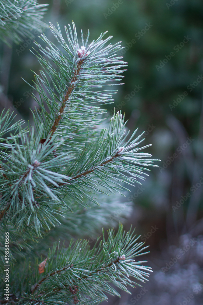 christmas tree branches christmas tree branches