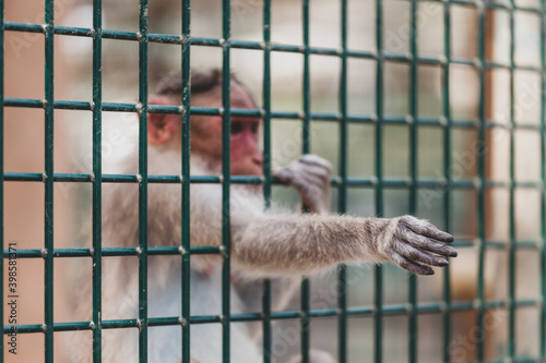 Sad monkey in the zoo reaching out through the cage photo