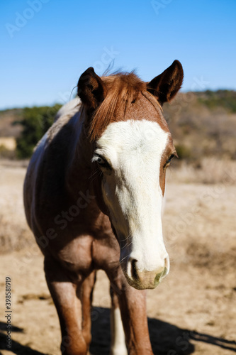 Bald face red roan young colt horse in rural field close up.