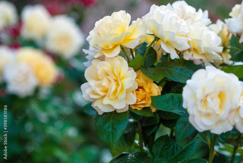 Obraz premium Garden roses with delicate yellow and camellia pink blooms, moderately scented (Charlotte Victoria by Dickson)