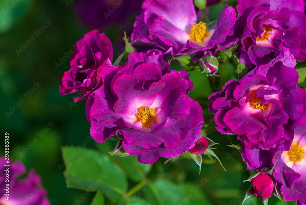 Brunch of purple magenta roses (Rhapsody in Blue) flowering in summer garden Brunch of purple magenta roses (Rhapsody in Blue) flowering in summer garden