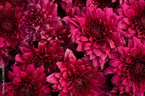 Close up shot of red chrysanthemum flower bouquet texture detail  Abstract background of a beautiful flower blooming for use in a poster  card  wallpaper  screen or billboard concept.