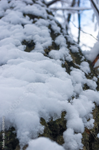 snow-covered branches and trees in the city park