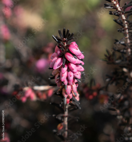 pine bush pink flowers