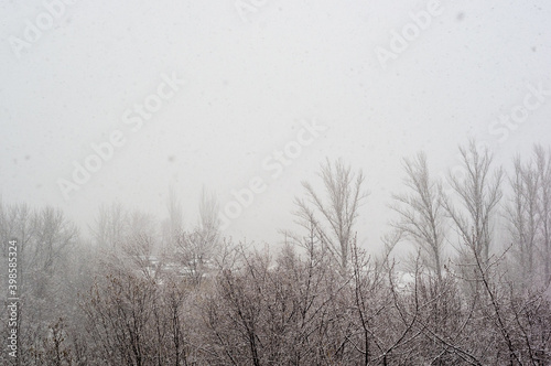 Winter urban frosty landscape - snow covered trees on foggy background