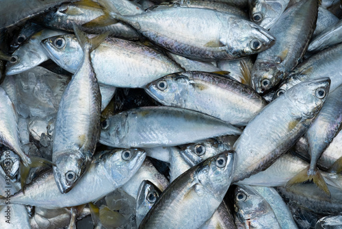 Pile of mackerel pattern, mackerel background