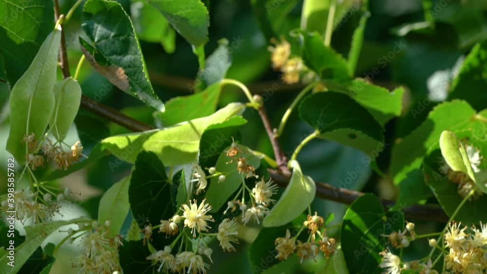 Picking Small-Leaved Lime flowers for tea (Tilia cordata) - (4K) Picking Small-Leaved Lime flowers for tea (Tilia cordata) - (4K)