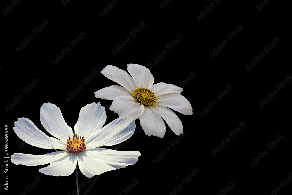 Obraz premium Summer flowers, white cosmos flowers, isolated on black background - in Latin Cosmos Bipinnatus