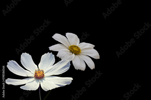 Summer flowers, white cosmos flowers, isolated on black background - in Latin Cosmos Bipinnatus