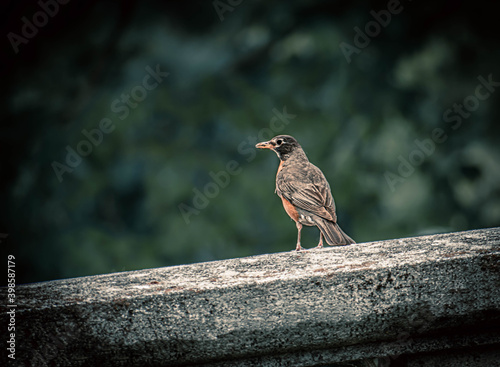 bird on a fence