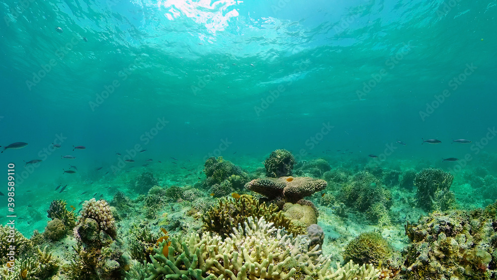 Fototapeta premium Underwater Colorful Tropical Fishes. wonderful and beautiful underwater colorful fishes and corals in the tropical reef. Philippines.