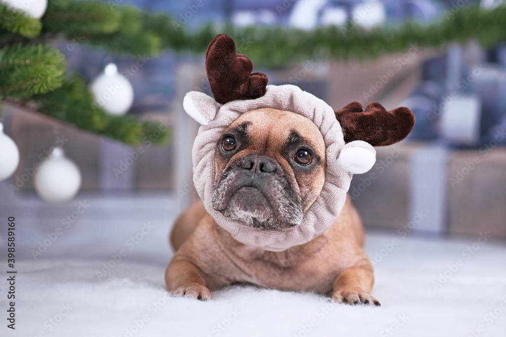 Cute French Bulldog dog wearing reindeer antler headband lying down on white blanket in fornt of Christmas tree with gifts in blurry background