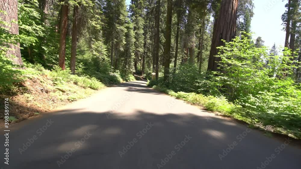 Sequoia National Park Driving Plate Crescent Meadow Rd Westbound 06 Sequoia Forest In Sierra Nevada Mts California Sequoia National Park Driving Plate Crescent Meadow Rd Westbound 06 Sequoia Forest In Sierra Nevada Mts California