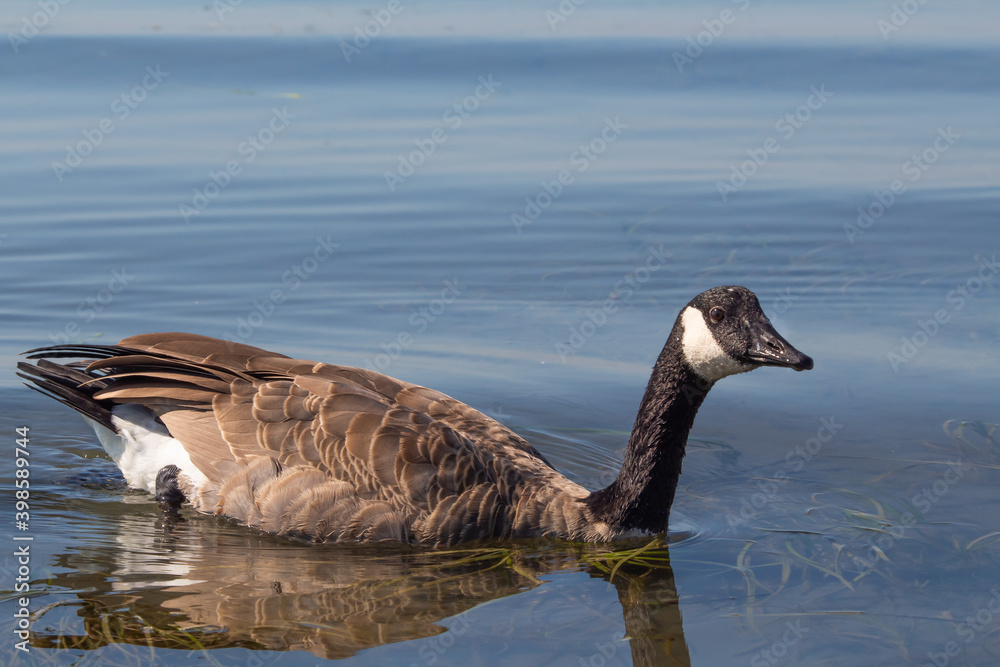 Obraz premium Canada Goose resting on calm waters of the sea, isolated, selective focus, copy space, close up,