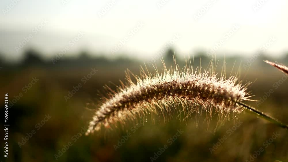 Summer breeze blows field flower yellow spring background, Shallow depth of field. Close up.
Summer breeze blows field flower yellow spring background, Shallow depth of field. Close up.