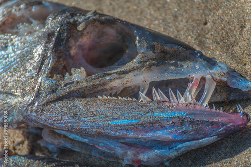 Remains of Lancet Fish washed ashore photo