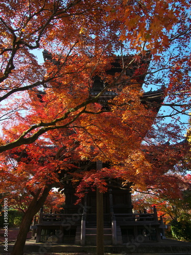 Kyoto,Japan-November 19, 2020: Red leaves of Acer palmatum or Japanese maple tree
 photo